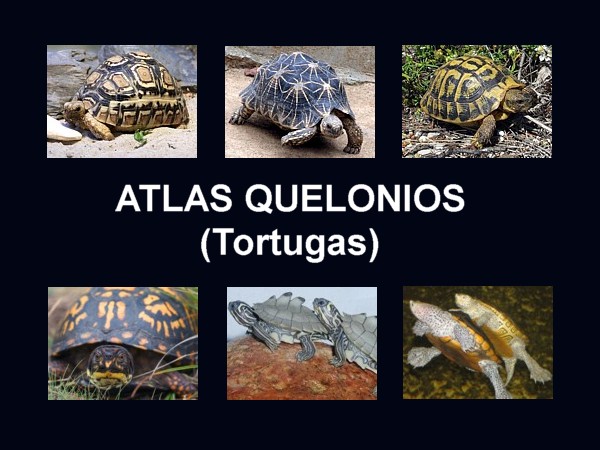 Atlas quelonios tortugas
