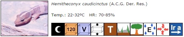 Hemitheconyx caudicinctus