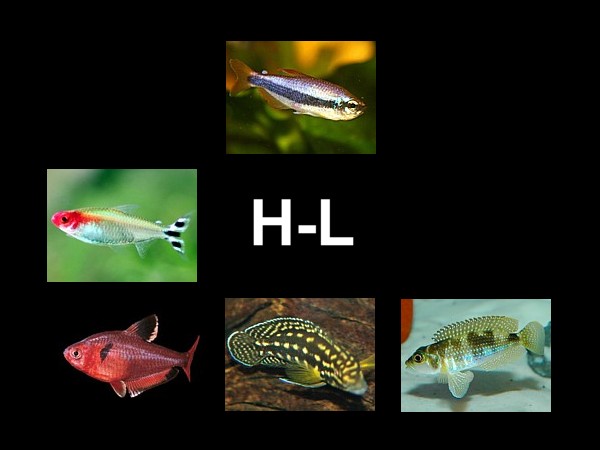 Atlas peces H-L