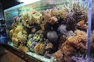 Acuario arrecife