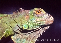 Iguana iguana, detalle cabeza