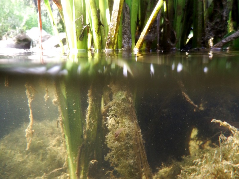 Plantas palustres emergidas en estanque