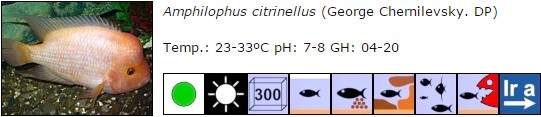 Amphilophus citrinellus