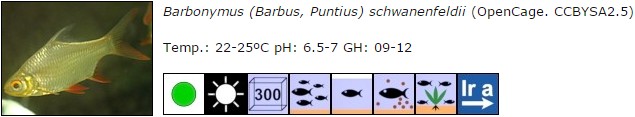 Barbonymus (Barbus, Puntius) schwanenfeldii