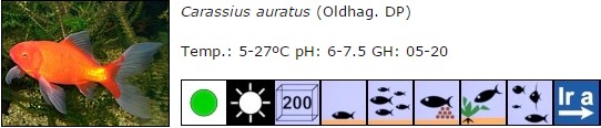 Carassius auratus 00
