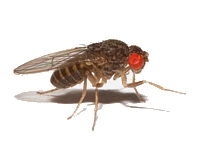 Drosophila hydei