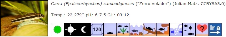 Garra (Epalzeorhynchos) cambodgiensis