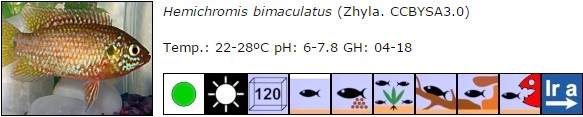 Hemichromis bimaculatus