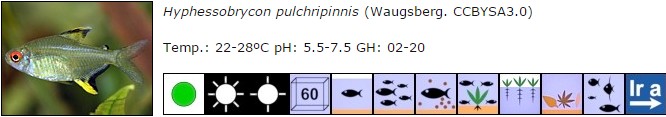 Hyphessobrycon pulchripinnis