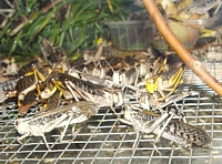Langosta migratoria (Locusta migratoria)