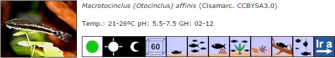 Macrotocinclus (Otocinclus) affinis