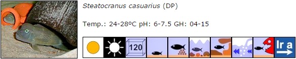 Steatocranus casuarius