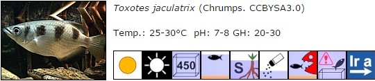 Toxotes jaculatrix