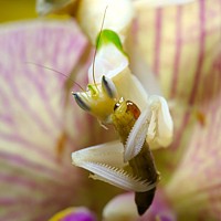 Mantis sobre orquídea