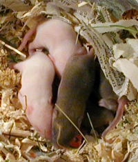 Pinkys (Crías de ratón)