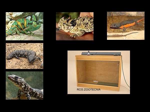 Reptiles terrestres biotopos áridos 3