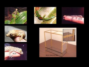 reptiles terrestres humedos 02