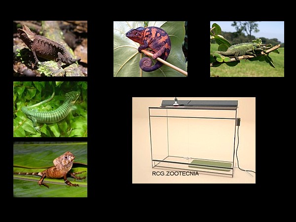 Reptiles terrestres biotopos húmedos 3