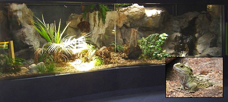 Terrario de tuátaras en el Napier Aquarium