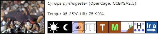 Cynops pyrrhogaster