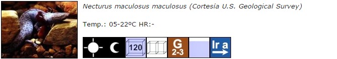 Necturus maculosus maculosus