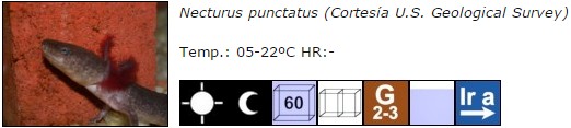 Necturus punctatus