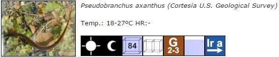 Pseudobranchus axanthus