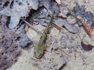 Salamandra, larva. Falgars