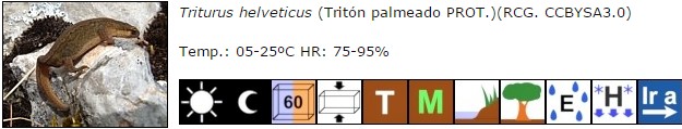 Triturus helveticus