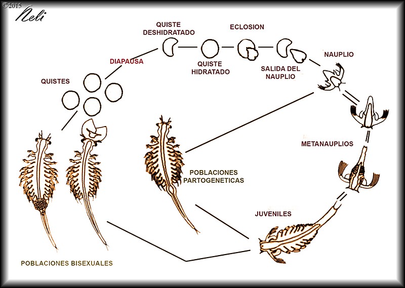 Artemia salina, ciclo vital 