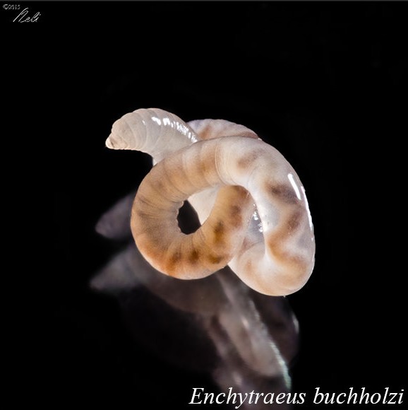 Macrofotografía de gusano grindal