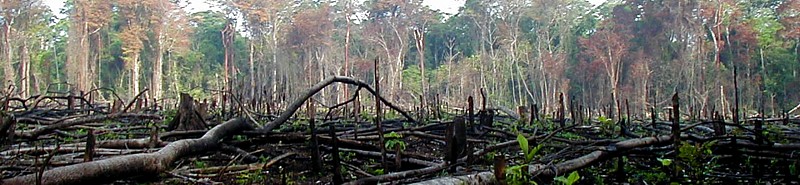 Desforestación por quema